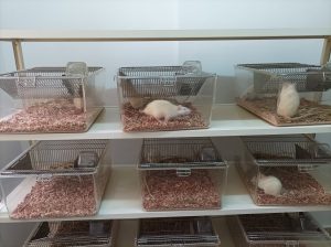 URAF laboratory animal housing unit at the EG-LAS facility in Giza, Egypt