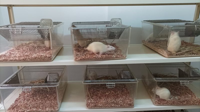 URAF laboratory animal housing unit at the EG-LAS facility in Giza, Egypt